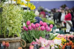 RHS Flower Show Cardiff 2016